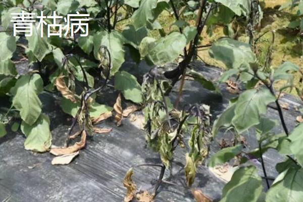常见的茄子的病虫害，严重影响开花结实