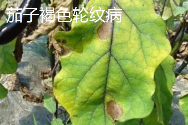 常见的茄子的病虫害，严重影响开花结实