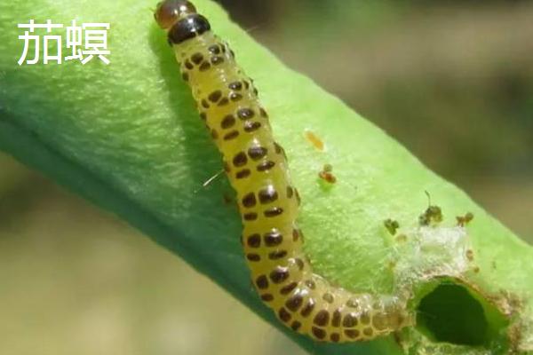常见的茄子的病虫害，严重影响开花结实