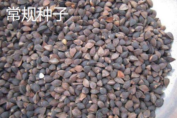 有机种子是什么，属于专门生产的农作物种子