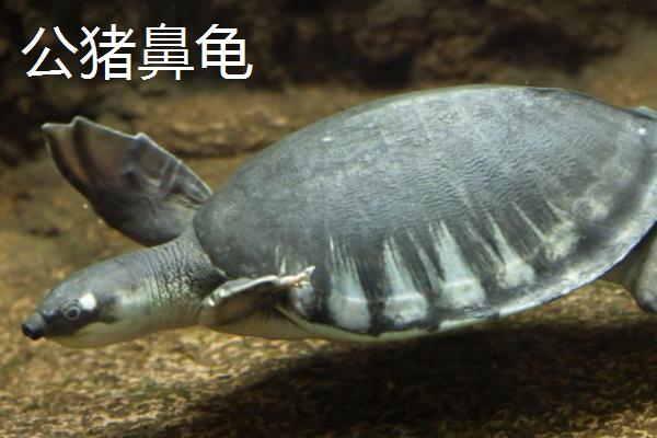 猪鼻龟如何区分公母，雌性比雄性性格温和
