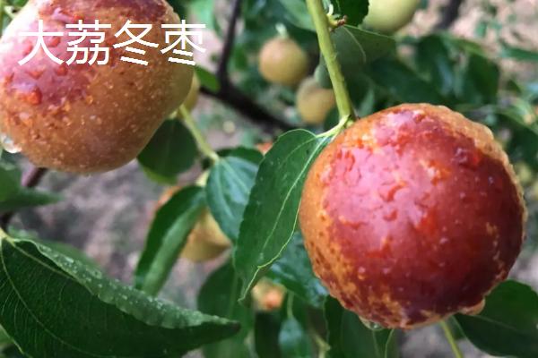 哪个品种的冬枣好吃，根据个人口味选择