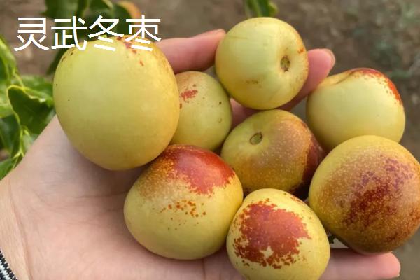 哪个品种的冬枣好吃，根据个人口味选择