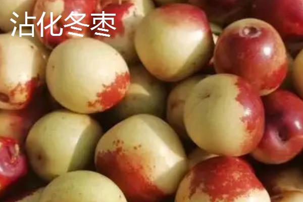 哪个品种的冬枣好吃，根据个人口味选择