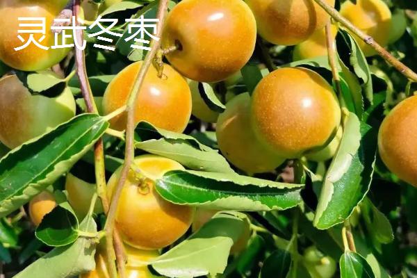 哪个品种的冬枣好吃，根据个人口味选择