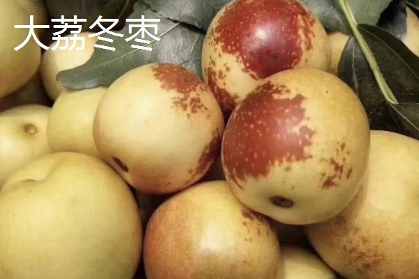 哪个品种的冬枣好吃，根据个人口味选择