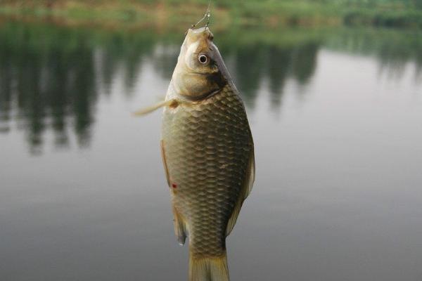 什么钩适合黑坑钓鲫鱼，不必用到太大的鱼钩