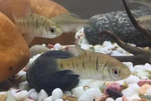 条纹小鲃好不好养，让它发色需要花费一番功夫