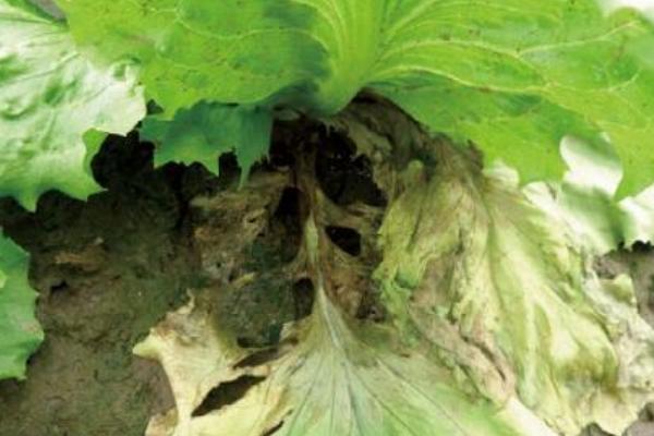生菜褐斑病与黑斑病的防治方法，病残体要集中烧毁或深埋