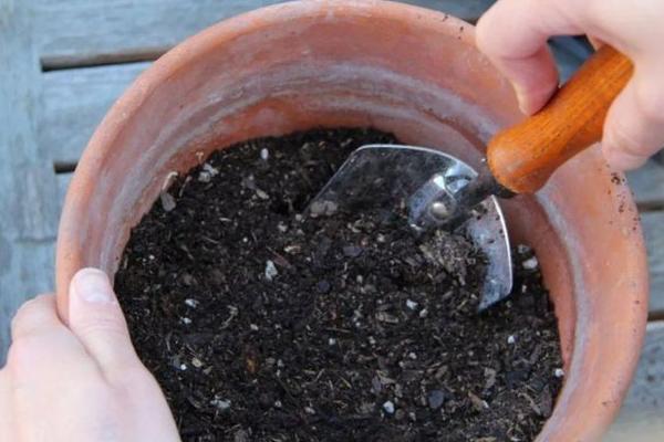 君子兰种植方法，白天要将花盆放在向阳处