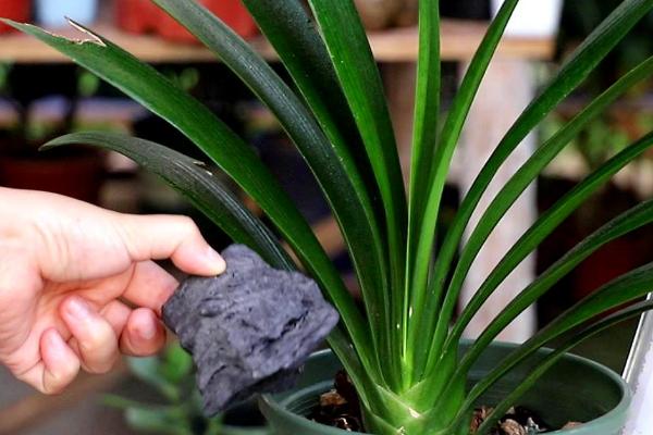君子兰种植方法，白天要将花盆放在向阳处