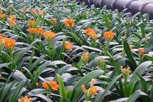君子兰种植方法，白天要将花盆放在向阳处