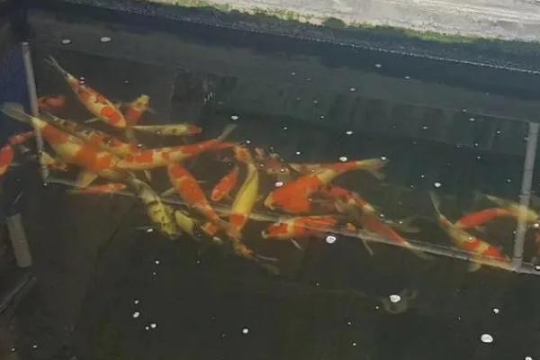 养锦鲤要不要打氧，定期换水和养绿植都可以提供充足氧气