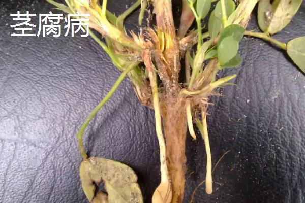 花生中后期怎么防治病虫害，结合锄地可拌土撒施药物