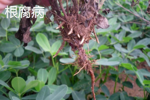 花生中后期怎么防治病虫害，结合锄地可拌土撒施药物