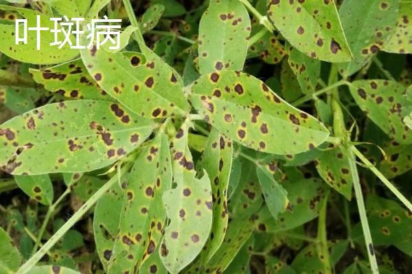 花生中后期怎么防治病虫害，结合锄地可拌土撒施药物