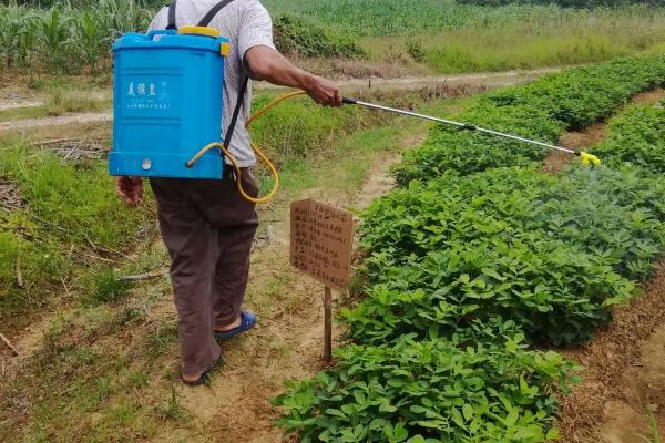 花生中后期怎么防治病虫害，结合锄地可拌土撒施药物