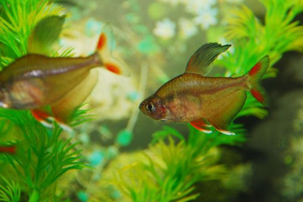 红扯旗鱼好不好养，适合初学者养殖