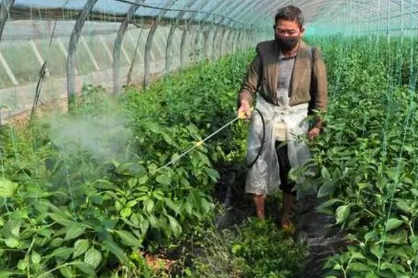 蔬菜病虫害如何巧选农药，轮换药剂可延缓害虫产生抗药性
