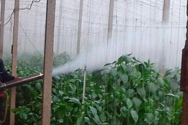 蔬菜病虫害如何巧选农药，轮换药剂可延缓害虫产生抗药性