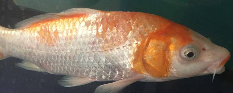 锦鲤烂身能否自愈