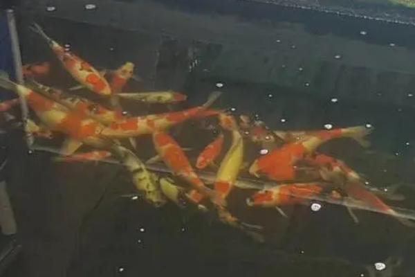 锦鲤烂身能否自愈，细菌感染需用药物治疗