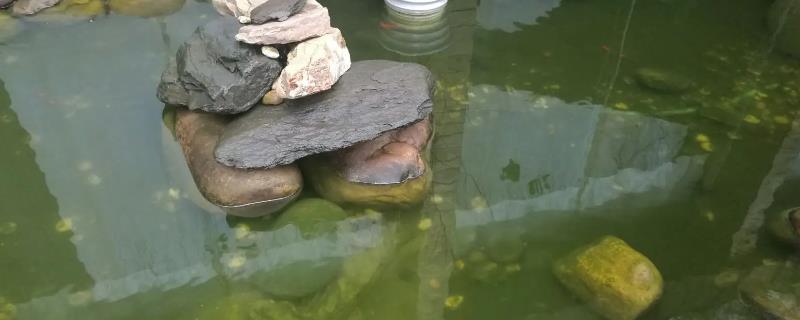 如何处理鱼池中的绿苔藓