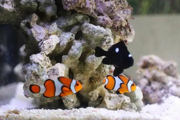 小丑鱼可不可以养，是水族馆和家庭鱼缸中的常见品种