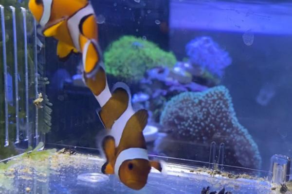 小丑鱼可不可以养，是水族馆和家庭鱼缸中的常见品种