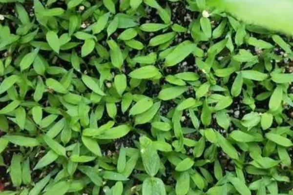 春天适播植物，连续阴雨天会影响播种效果