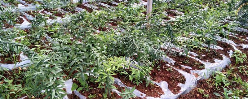 滇黄精种植技术