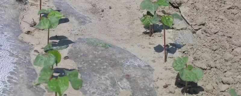 如何选择棉花苗期杀菌剂