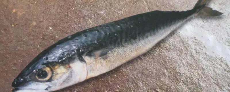 青条鱼是青占鱼吗