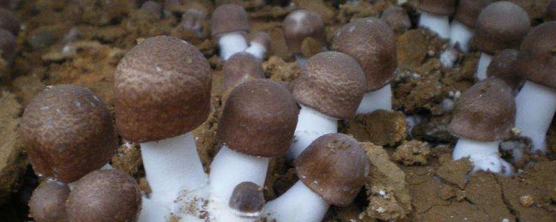 家里人工菌的种植方法