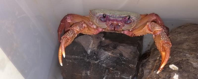 螃蟹吃什么食物