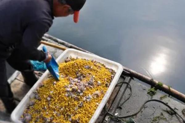 螃蟹吃什么食物，不要给它喂食腐烂的东西