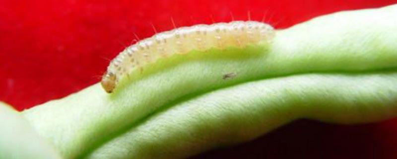 菜豆豆野螟的危害表现