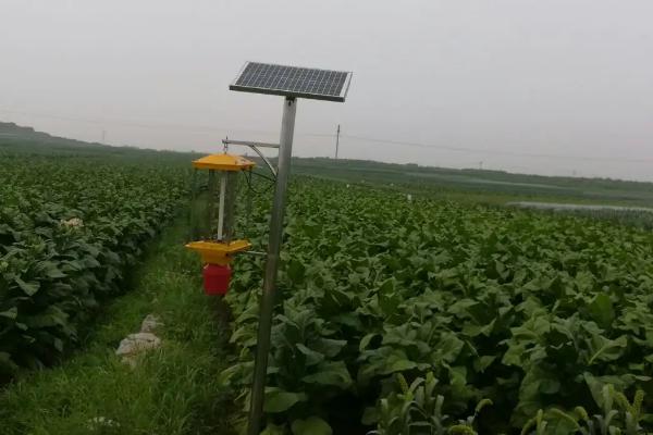 菜豆豆野螟的危害表现，幼虫会蛀入豆荚影响品质