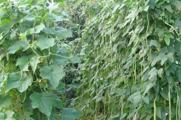 菜豆豆野螟的危害表现，幼虫会蛀入豆荚影响品质