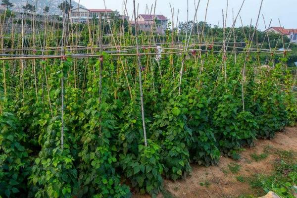 菜豆豆野螟的危害表现，幼虫会蛀入豆荚影响品质