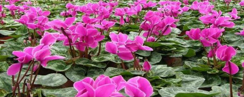 仙客来开花后怎么管理
