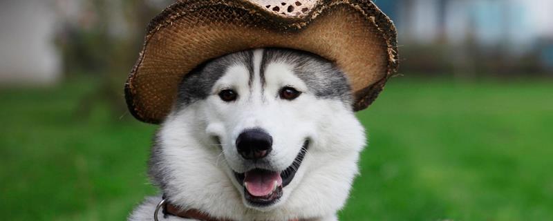 狗狗身上长蜱虫如何处理