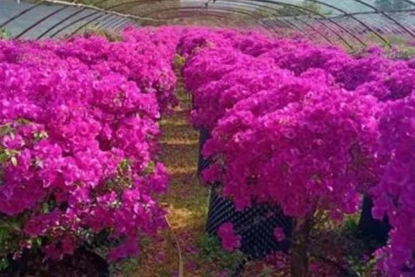 三角梅的修剪方法，谢花后可短截水平枝