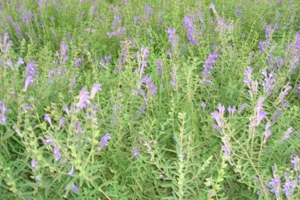 黄芩的种植时间,通常选择春季和夏季