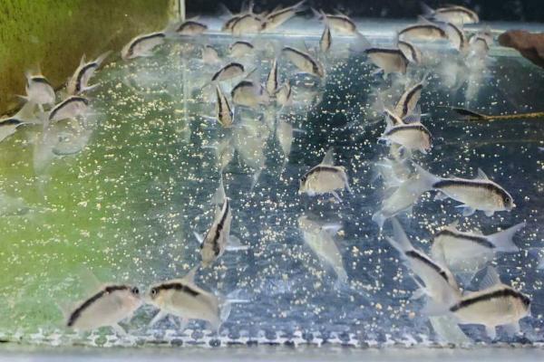 鼠鱼能不能冷水养，热带鱼尽量不要冷水养