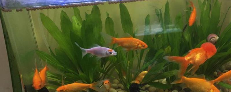 鱼缸把鱼食过滤下去了怎么办
