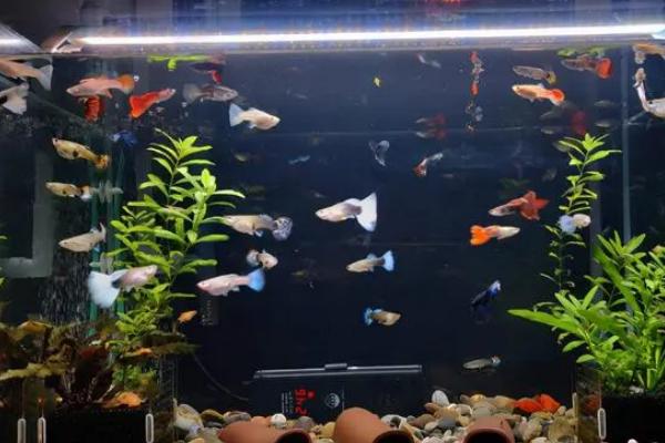 鱼缸把鱼食过滤下去了怎么办，喂食时可以关闭过滤