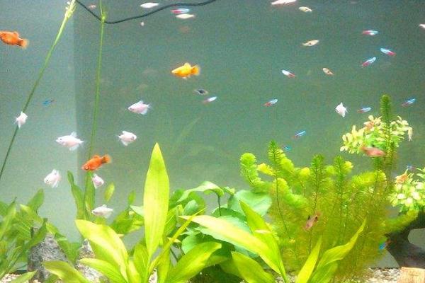 鱼缸把鱼食过滤下去了怎么办，喂食时可以关闭过滤