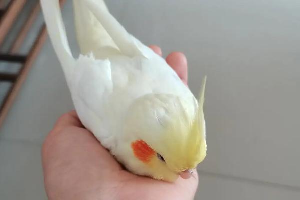 玄凤鹦鹉养几个月后会下蛋，一般在8个月左右