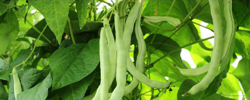 四季豆高产种植方法